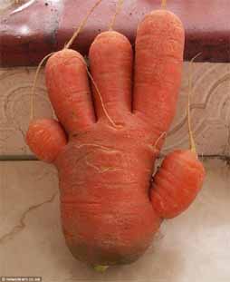 Carrot Hand