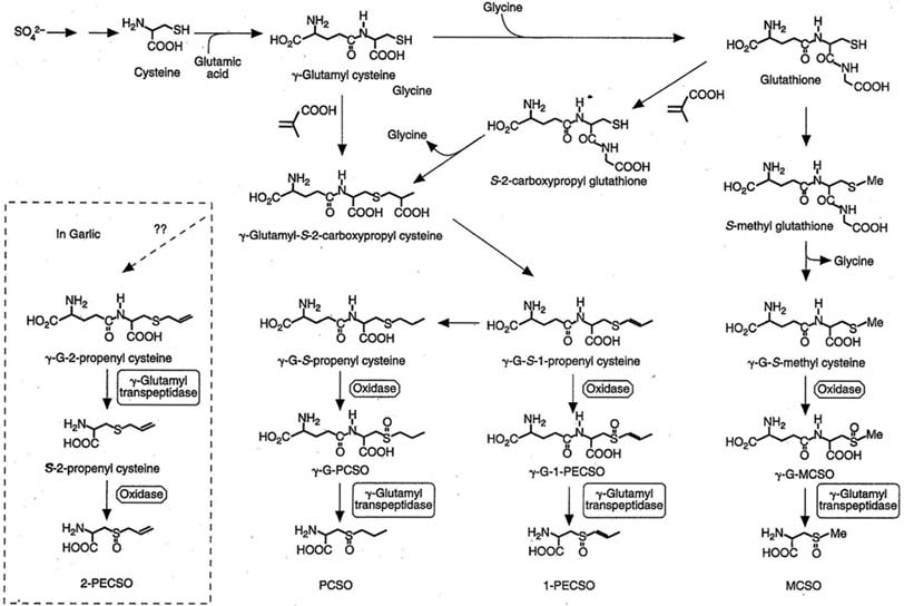 Fig. 14.4. Proposed biosynthesis of ACSOs and their intermediates