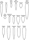 Fig. 1. Typical Carrot Root Shapes. Top row includes original European types; bottom two rows are major types grown worldwide today